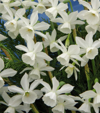 Narcis Thalia - Narcissus - cibule narcisů - 3 ks