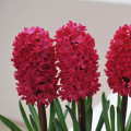 Hyacint Jan Bos - Hyacinthus - cibule hyacintů - 1 ks