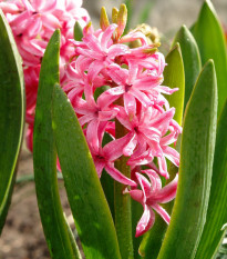 Hyacint Pink Pearl - Hyacinthus L. - cibule hyacintů - 1 ks