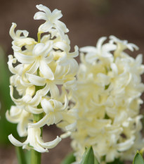 Hyacint Gipsy Princess - Hyacinthus L. - cibule hyacintů - 1 ks