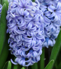 Hyacint Blue Jacket - Hyacinthus - cibule hyacintů - 1 ks