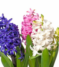 Hyacinty - směs - Hyacinthus - cibule hyacintů - 4 ks