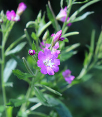 Vrbovka malokvětá - Epilobium parviflorum - osivo vrbovky - 0,05 g