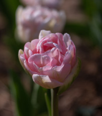 Tulipán Angelique - Tulipa - cibule tulipánů - 3 ks