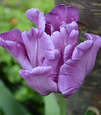 Tulipán Blue Parrot - Tulipa - cibule tulipánů - 3 ks