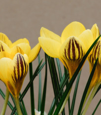 Krokus Gipsy Girl - Crocus chrysanthus - hlízy krokusů - 3 ks