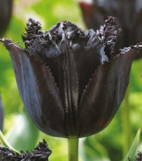 Tulipán Fringed Black - Tulipa - cibule tulipánů - 3 ks