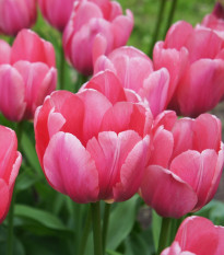 Tulipán Pink Impression - Tulipa - cibule tulipánů - 3 ks