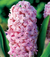 Hyacint plnokvětý Prince of Love - Hyacinthus - cibule hyacintů - 1 ks