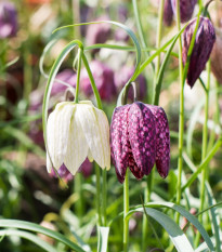 Řebčík kostkovaný - Fritillaria meleagris - cibule řebčíků - 3 ks