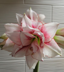 Hvězdník Elvas plnokvětý - Hippeastrum - cibule hvězdníků - 1 ks