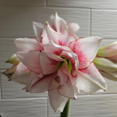 Hvězdník Elvas plnokvětý - Hippeastrum - cibule hvězdníků - 1 ks