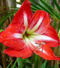 Hvězdník Barbados - Hippeastrum - cibule hvězdníků - 1 ks