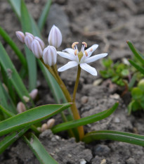 Ladoňka růžová - Scilla bifolia rosea - cibule ladoňek - 3 ks