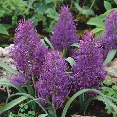 Modřenec Plumosum - Muscari comusum - cibule modřenců - 5 ks