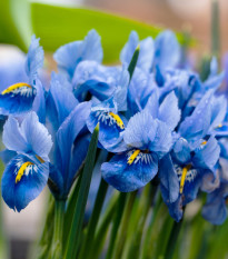 Kosatec síťkovaný Harmony - Iris reticulata - cibulky kosatců - 3 ks