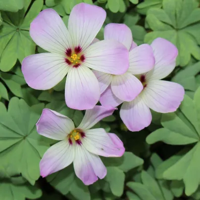 Šťavel žláznatolistý - Oxalis adenophylla - hlízy šťavele - 1 ks