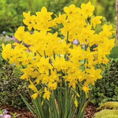 Narcis Quail - Narcissus - cibule narcisů  - 3 ks