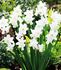 Narcis Silver Bouquet - Narcissus - cibule narcisu - 3 ks