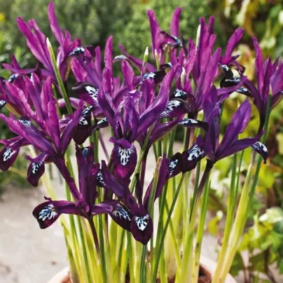 Kosatec síťkovaný Pauline - Iris reticulata - cibulky kosatců - 3 ks