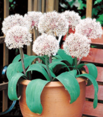 Česnek Ivory Queen - Allium roseum - cibule česneků - 3 ks