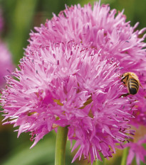 Česnek Carolinianum - Allium - cibule česneků - 3 ks