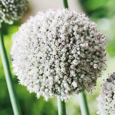 Česnek white Cloud - Allium - cibule česneků - 3 ks