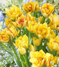 Tulipán Aquilla - Tulipa - cibule tulipánů - 3 ks