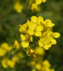 BIO Hořčice černá - Brassica nigra - bio osivo hořčice - 60 ks