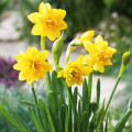 Narcis Tete a Tete - Narcissus - cibule narcisu - 3 ks