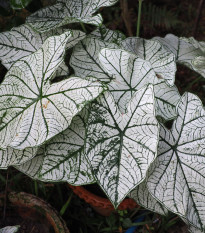 Kaládium Candidum Sr - Caladium bicolor - hlízy kaládia - 1 ks