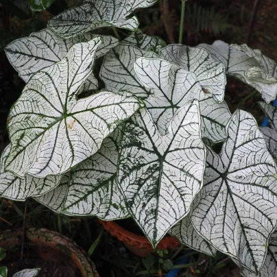 Kaládium Candidum Sr - Caladium bicolor - hlízy kaládia - 1 ks