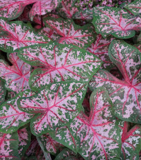 Kaládium Carolyn Whorton - Caladium bicolor - hlízy kaládia - 1 ks