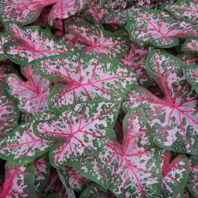 Kaládium Carolyn Whorton - Caladium bicolor - hlízy kaládia - 1 ks