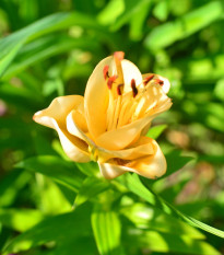 Lilie Apricot Fudge - Lilium - cibule lilií - 1 ks