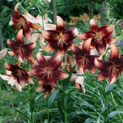 Lilie Chocolate Event - Lilium - cibule lilií - 1 ks