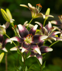 Lilie Nettys Pride - Lilium - cibule lilií - 1 ks