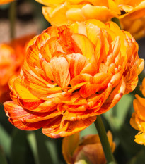 Tulipán Sunlover - Tulipa - cibule tulipánů - 3 ks