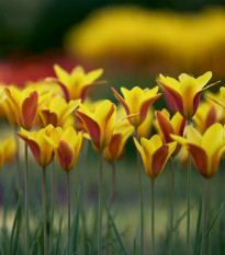 Tulipán Clusiana Chrysantha - Tulipa - cibule tulipánů - 3 ks