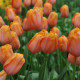 Tulipán Dordogne - Tulipa - cibule tulipánů - 3 ks