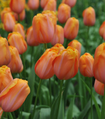 Tulipán Dordogne - Tulipa - cibule tulipánů - 3 ks