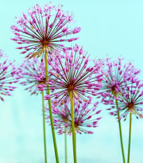 Česnek Schubertův - Allium schubertii - cibule česneků - 3 ks