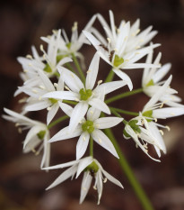 Česnek medvědí - Allium ursinum - cibule medvědího česneku - 3 ks