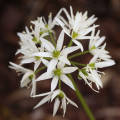 Česnek medvědí - Allium ursinum - cibule medvědího česneku - 3 ks