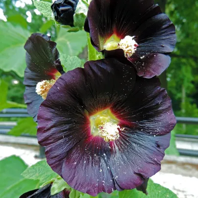 BIO Topolovka růžová - Alcea rosea nigra - bio osivo topolovky - 15 ks