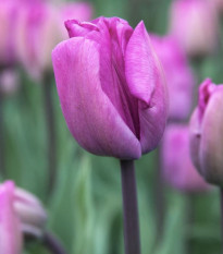 Tulipán Blue Aimable - Tulipa - cibule tulipánů - 3 ks