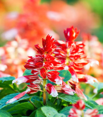 Šalvěj zářivá Red and White - Salvia splendens - osivo šalvěje - 20 ks