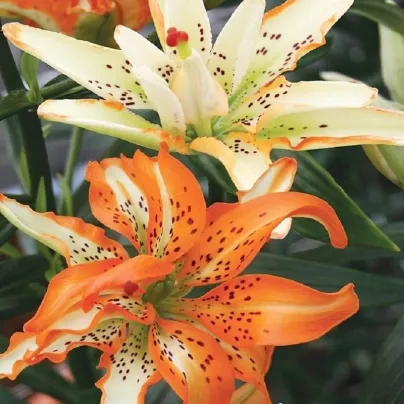 Lilie Must See - Lilium - cibule lilií - 1 ks