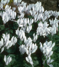 Brambořík Sowbread - Cyclamen repandum album - hlízy bramboříků - 1 ks