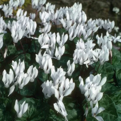 Brambořík Sowbread - Cyclamen repandum album - hlízy bramboříků - 1 ks